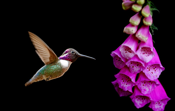 Hummingbird feeds nectar HD picture 03