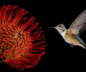 Hummingbird feeds nectar HD picture 04