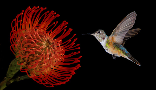 Hummingbird feeds nectar HD picture 04