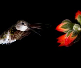 Hummingbird feeds nectar HD picture 05