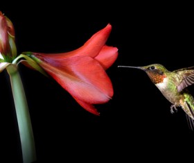 Hummingbird feeds nectar HD picture 06