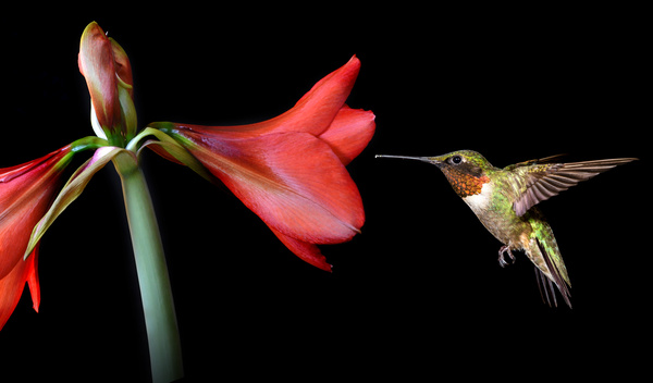 Hummingbird feeds nectar HD picture 06