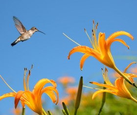Hummingbird feeds nectar HD picture 07