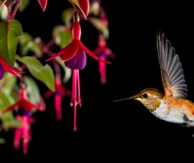 Hummingbird feeds nectar HD picture 08