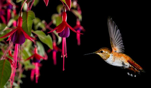 Hummingbird feeds nectar HD picture 08