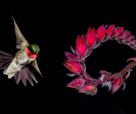 Hummingbird feeds nectar HD picture 09