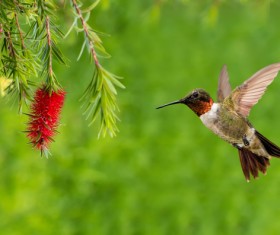 Hummingbird feeds nectar HD picture 10