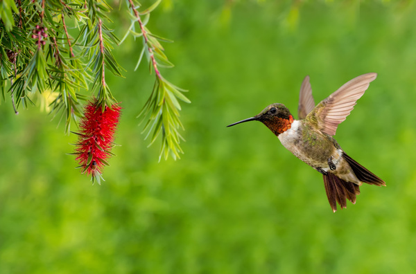 Hummingbird feeds nectar HD picture 10
