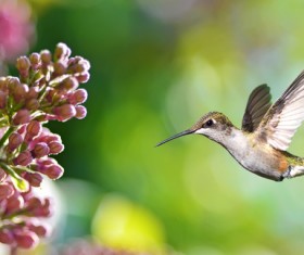 Hummingbird feeds nectar HD picture 11