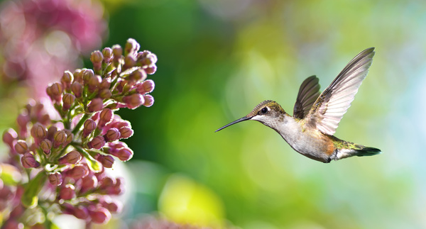 Hummingbird feeds nectar HD picture 11