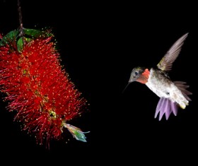 Hummingbird feeds nectar HD picture 12