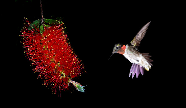 Hummingbird feeds nectar HD picture 12
