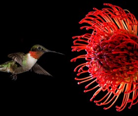 Hummingbird feeds nectar HD picture 13