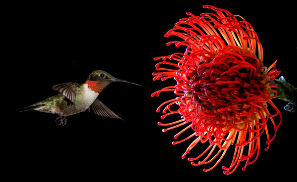 Hummingbird feeds nectar HD picture 13
