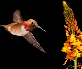 Hummingbird feeds nectar HD picture 14