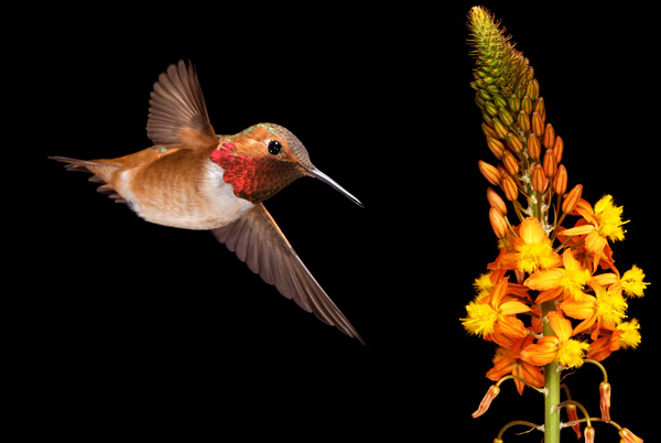 Hummingbird feeds nectar HD picture 14