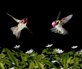 Hummingbird feeds nectar HD picture 15
