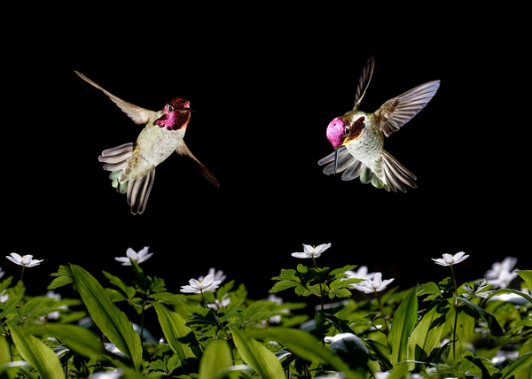 Hummingbird feeds nectar HD picture 15