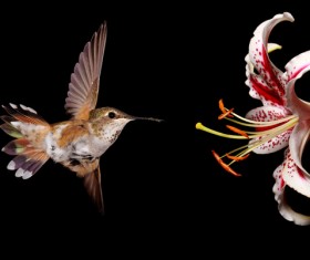Hummingbird feeds nectar HD picture 16