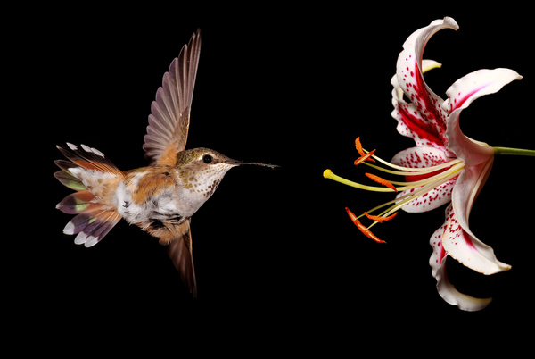 Hummingbird feeds nectar HD picture 16