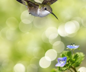 Hummingbird feeds nectar HD picture 17