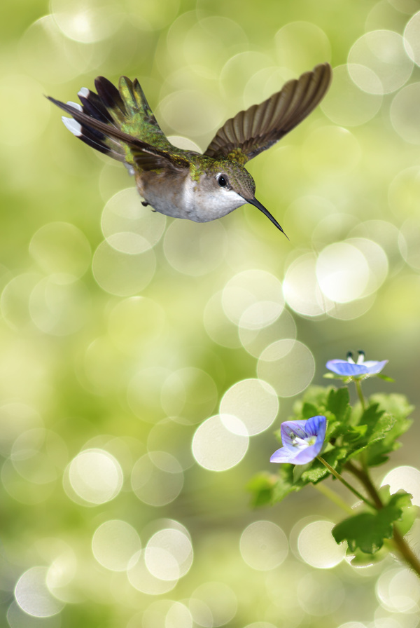 Hummingbird feeds nectar HD picture 17