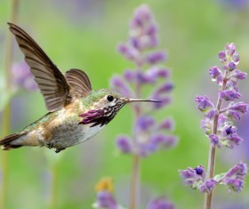 Hummingbird feeds nectar HD picture 18