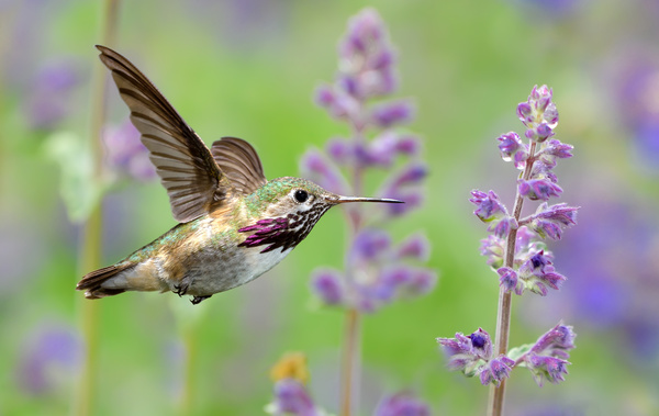 Hummingbird feeds nectar HD picture 18