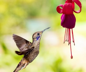 Hummingbird feeds nectar HD picture 19