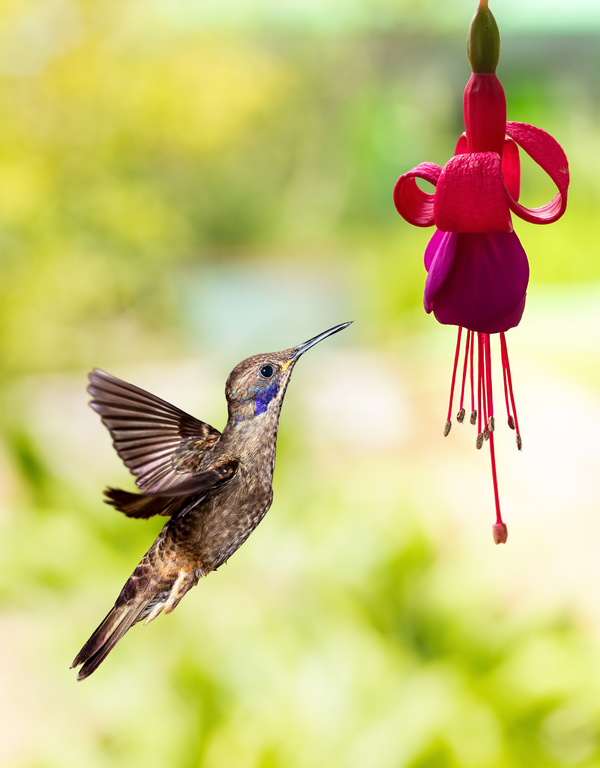 Hummingbird feeds nectar HD picture 19