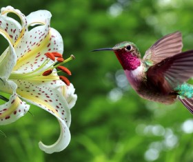 Hummingbird feeds nectar HD picture 20