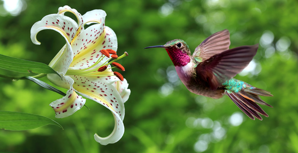 Hummingbird feeds nectar HD picture 20