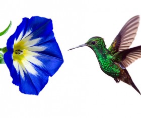 Hummingbird feeds nectar HD picture 21