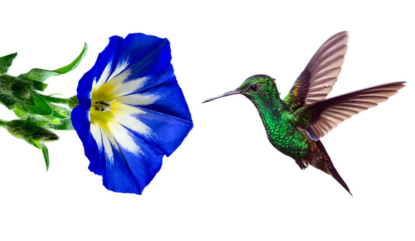 Hummingbird feeds nectar HD picture 21