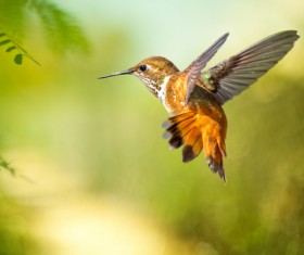 Hummingbird feeds nectar HD picture 22