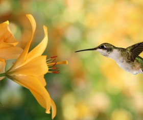 Hummingbird feeds nectar HD picture 23
