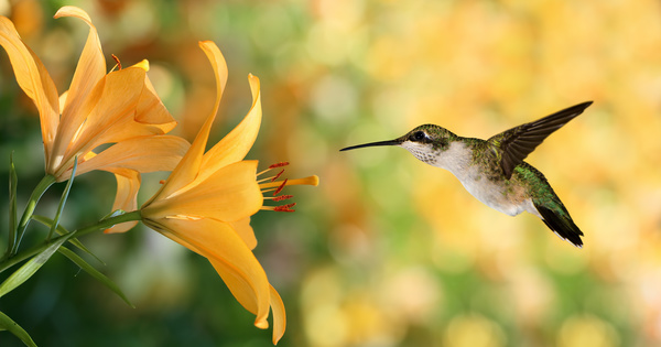 Hummingbird feeds nectar HD picture 23