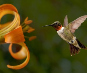 Hummingbird feeds nectar HD picture 24