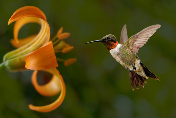 Hummingbird feeds nectar HD picture 24