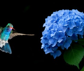 Hummingbird hovering on Hydrangea HD picture