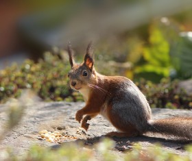 Lovely squirrel with food on the ground HD picture
