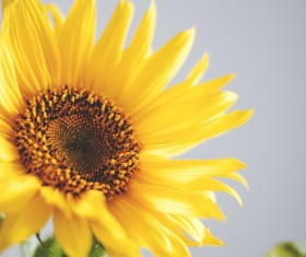 Beautiful sunflower Stock Photo