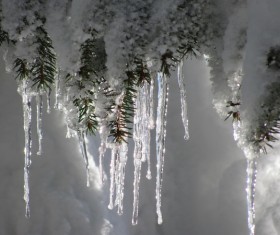 Pine sticks with hanging icicles Stock Photo