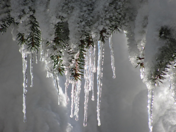Pine sticks with hanging icicles Stock Photo