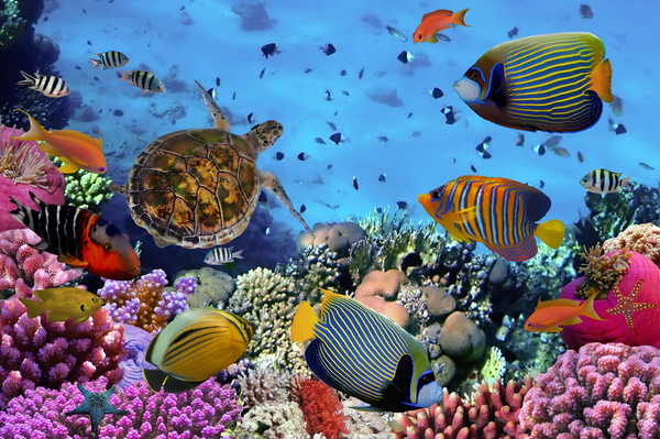 Pretty tropical fish with turtles Stock Photo