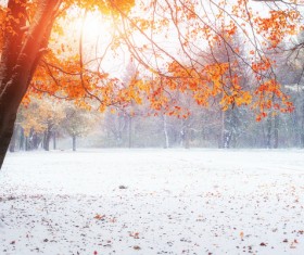 Red maple leaf with snow Stock Photo