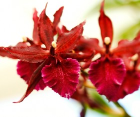 Red orchid Stock Photo