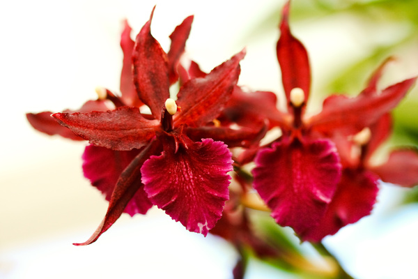 Red orchid Stock Photo