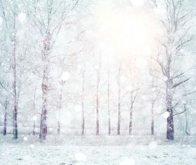 Reflecting sunny snow and trees Stock Photo