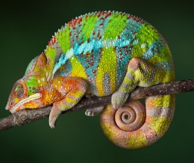 Sleeping Chameleon Stock Photo
